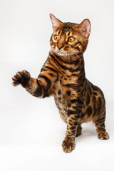Bengal Cat