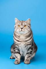 Naklejka na ściany i meble British Shorthair Cat