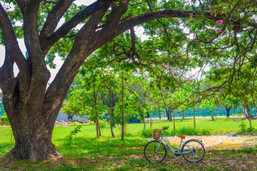 White bicycle on green grass
