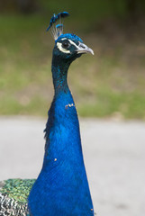 Fototapeta premium Павлин