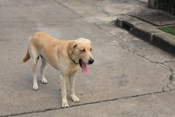 Labrador Retriever standing and yawning