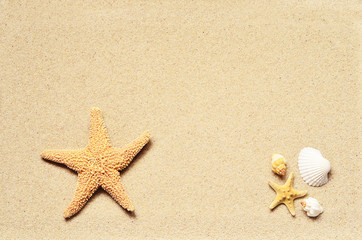 Fototapeta na wymiar Summer beach. Starfish and seashell on the sand.