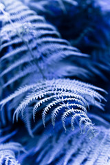Fern plants in the woods - toned image
