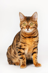 Fototapeta na wymiar Bengal Cat