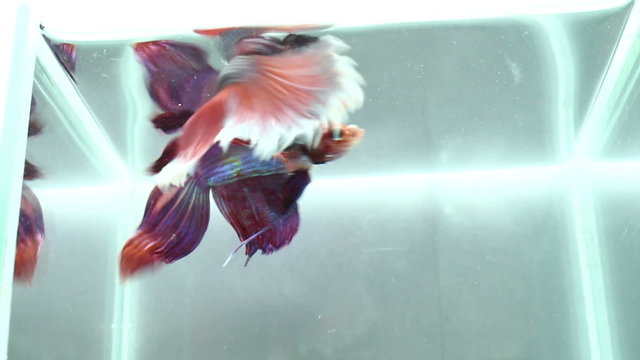 Betta fighting fish are fighting on aquarium
