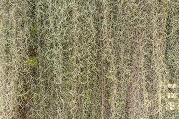 Plant Background