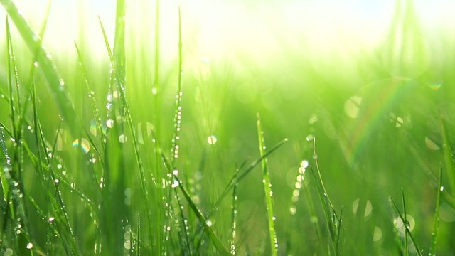 Blurred grass background with water drops
