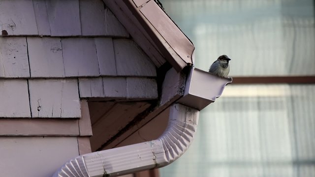 Moineau domestique