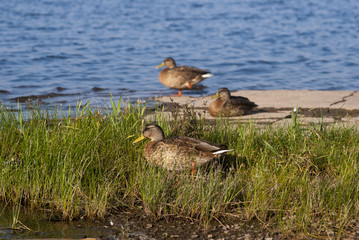 утки на озере