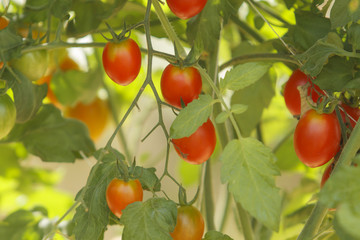organic tomato plant and fruit on a natural background