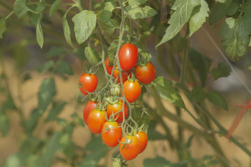 organic tomato plant and fruit on a natural background