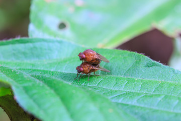 breeding Blow fly
