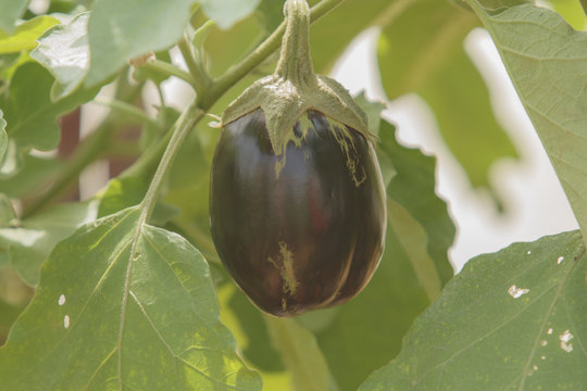 eggplants growing in the garden