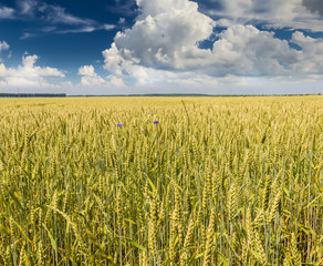 Wheat field