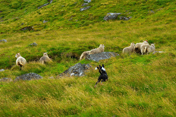 Dog herding sheep through grassy hillside