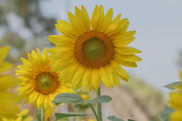 Close up beautiful sunflowers and bee on nature background