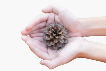 child's hand and pine cone