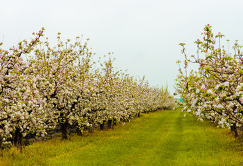 Obraz premium Flowering garden of apple