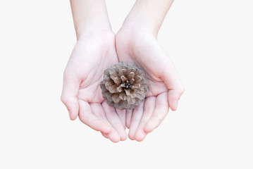 child's hand and pine cone
