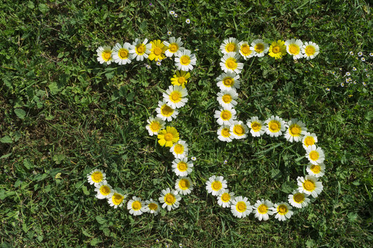 Numeral 35 of marguerites in gras