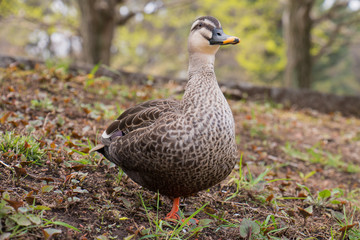 歩く鴨（カモ）