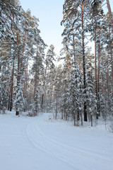 Fototapeta premium Winter Pine Forest