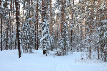 Fototapeta premium Winter Pine Forest