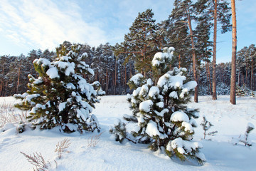 Winter Pine Forest