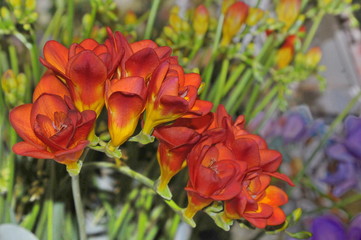 Freesia "Ruby Red", #0318