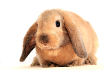 Fototapeta premium bunny rabbit