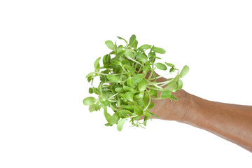 Fototapeta na wymiar Green sprouts in hands