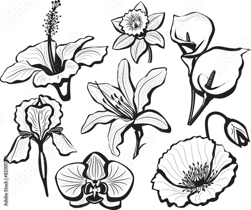 "Set of flower heads" Stock image and royalty-free vector files on