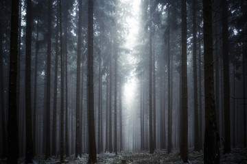 Fototapeta premium Lichtung im Nebelwald