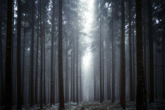 Fototapeta Lichtung im Nebelwald