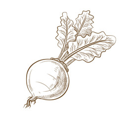 picture of beet with leaves