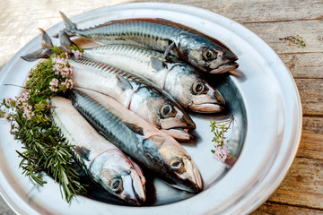 mackerel