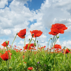 Naklejka premium dzikie maki i błękitne niebo