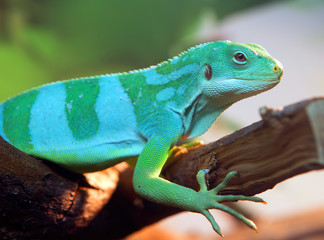 Полосатая фиджийская игуана