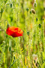 Obraz premium red poppy in the wheat field