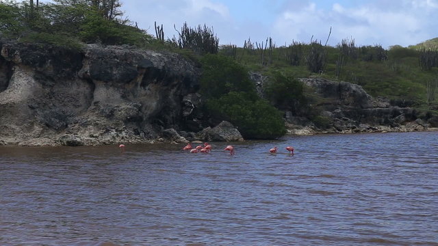 rose flamingo caribbean lake