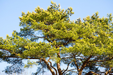 Latschenkiefer vor blauem Himmel