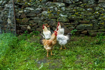 chicken and cock