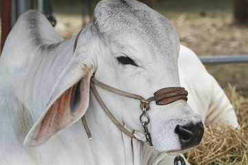 American Brahman Cow Cattle Closeup Portrait