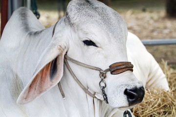 American Brahman Cow Cattle Closeup Portrait