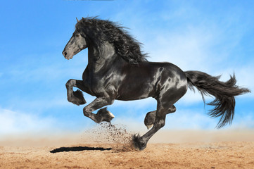 Running gallop Andalusian black horse