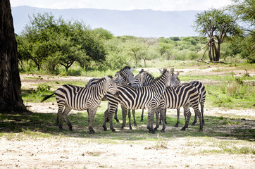 Fototapeta na wymiar Zebras in Baobab s Shadow