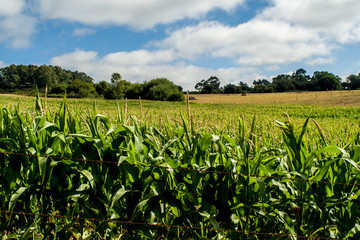 field of corn © ahau1969