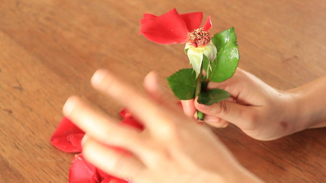 Broken Heart Girl Picking Rose Petals, stock footage