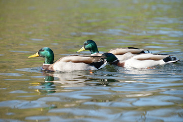 Mallard, Anas platyrhynchos