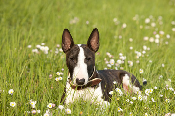Miniatur Bullterrier in der Wiese